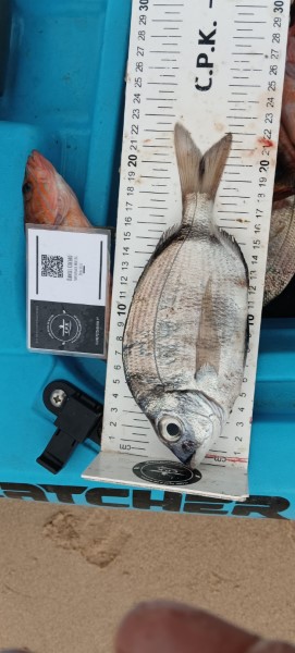 Fish Measure Picture